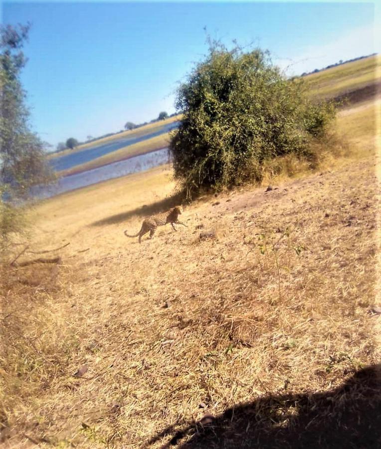 Xhabe Safari Lodge Chobe Muchenje Esterno foto