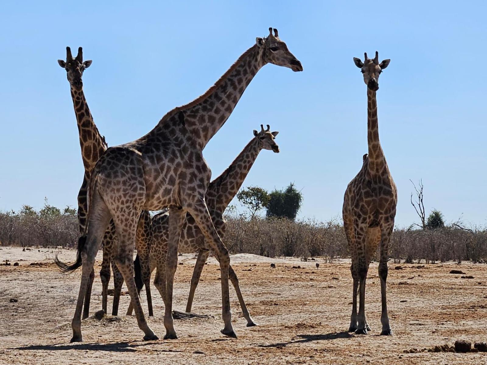 Xhabe Safari Lodge Chobe Muchenje Esterno foto